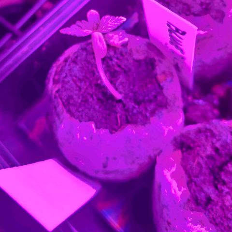 Girl Scout Cookies Auto growlog photo: This seedling is starting to visibly lag behind the Blue Dream.