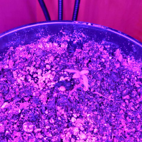 Girl Scout Cookies Auto growlog photo: GSC is lagging behind the Blue Dream plant noticably.
