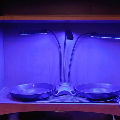 Girl Scout Cookies Auto growlog photo: Converting this dresser-shelf into a temporary grow box and testing out the new LED colors.