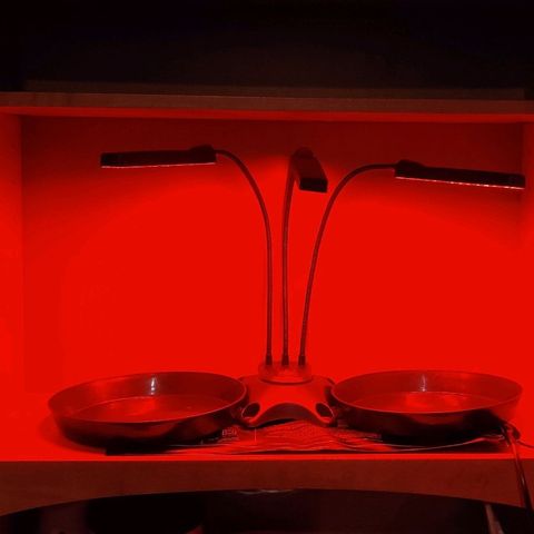 Girl Scout Cookies Auto growlog photo: Converting this dresser-shelf into a temporary grow box and testing out the new LED colors.