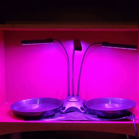 Girl Scout Cookies Auto growlog timeline photo