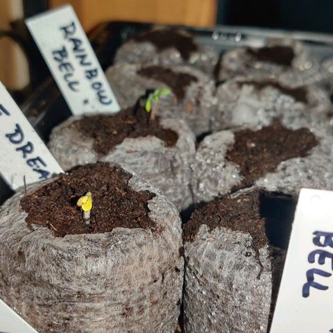 Girl Scout Cookies Auto growlog photo: Happy Birthday Girls!
