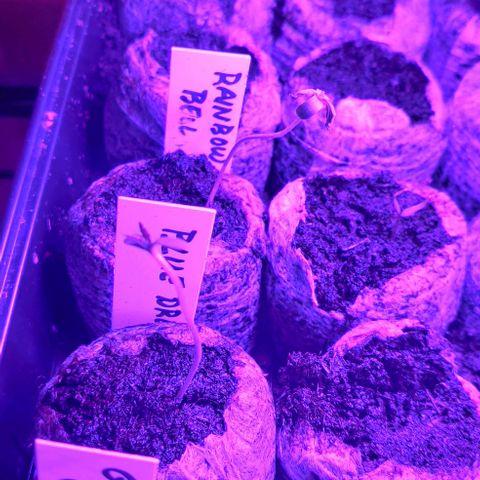 Girl Scout Cookies Auto growlog photo: Seedlings.