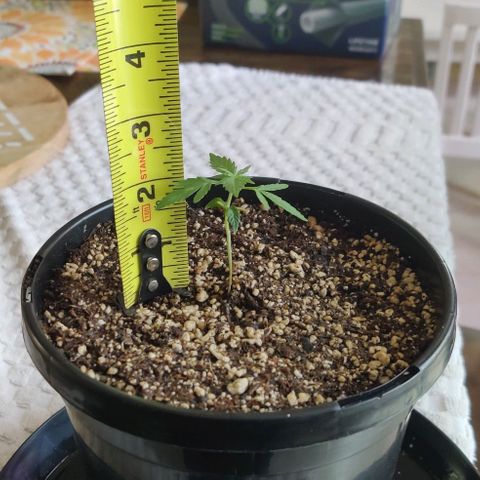 Girl Scout Cookies Auto growlog photo: Topped off the potting soil and used it to straighten and support the stem vertically.