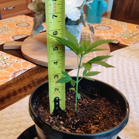 Blue Dream Auto growlog photo: Taking measurements before topping off the soil level.