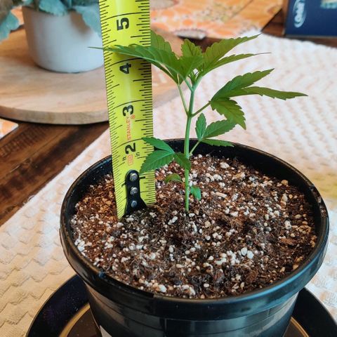 Blue Dream Auto growlog photo: She's a bit shorter now but her stem now has more support.
