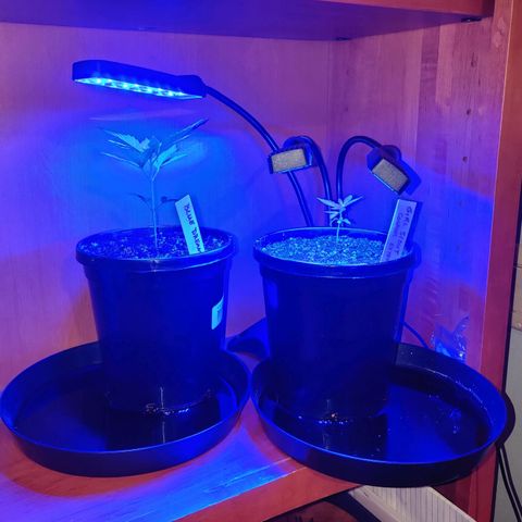 Girl Scout Cookies Auto growlog photo: Pretty interesting light effect caused by the camera flash.