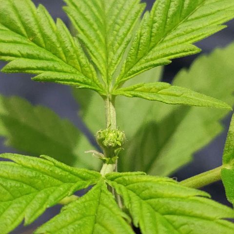 Blue Dream Auto growlog photo: F*ck I missed!