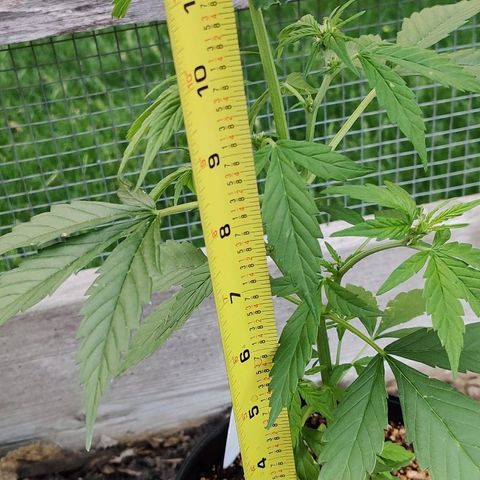 Blue Dream Auto growlog photo: Taking measurements.