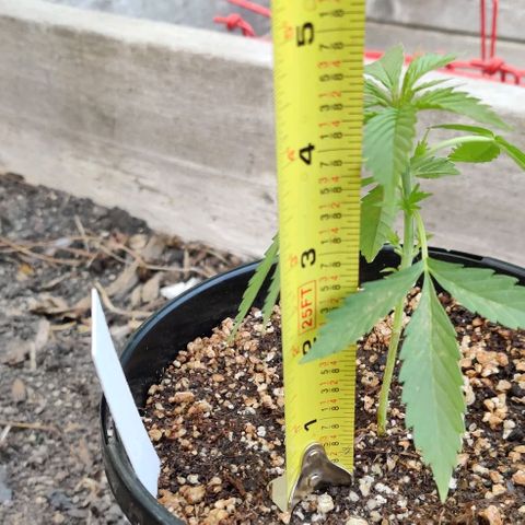 Girl Scout Cookies Auto growlog photo: Taking measurements.