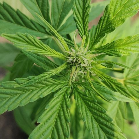 Blue Dream Auto growlog photo: Flowering.