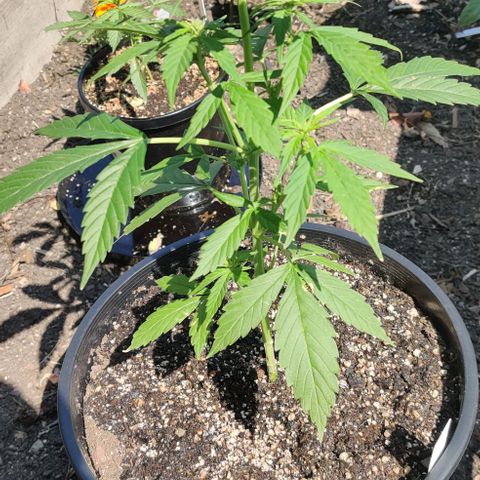 Blue Dream Auto growlog photo: Giving pH neutral H20 to soak in the Green Gaia topsoil additive.