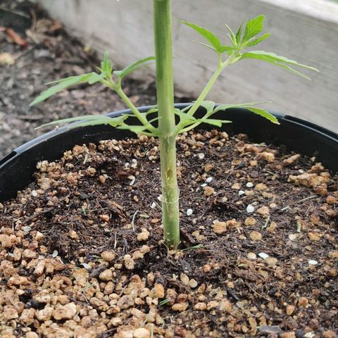 Blue Dream Auto growlog photo: Decided to trim this lower growth before it starts flowering down here.