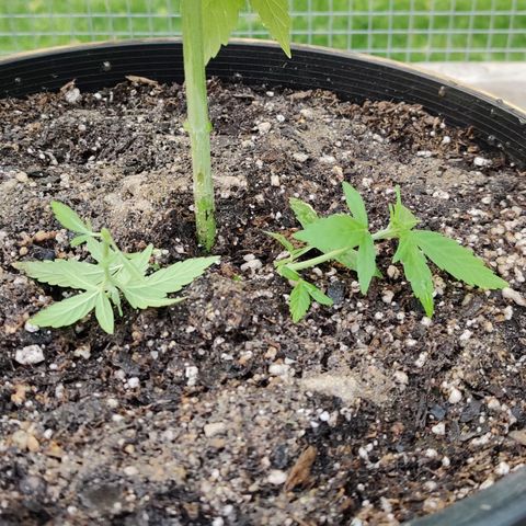 Blue Dream Auto growlog photo: Decided to trim this lower growth before it starts flowering down here.