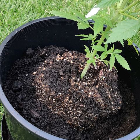 Blue Dream Auto growlog photo: Transplant: was running low on Happy Frog potting soil so the decision was made that this topsoil would be used to pre-fill the pot and then topped off with Happy Frog.