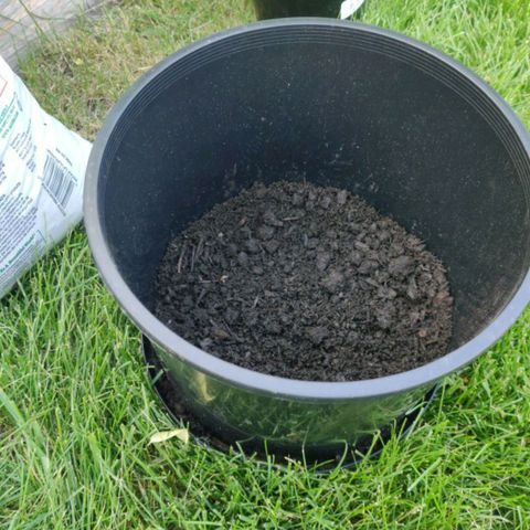 Blue Dream Auto growlog photo: Transplant: was running low on Happy Frog potting soil so the decision was made that this topsoil would be used to pre-fill the pot and then topped off with Happy Frog.