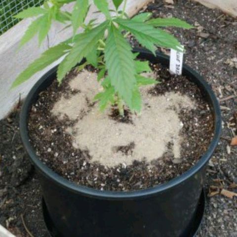 Blue Dream Auto growlog photo: Added 3Tbsp of Green Gaia poweder to the topsoil (post transplant). The actual instructions call for Tbsp (not grams).