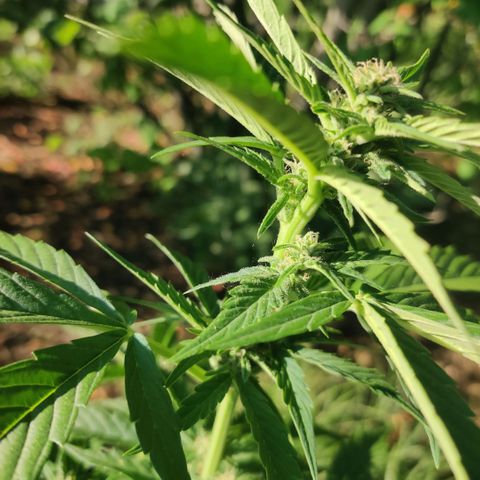 Blue Dream Auto growlog photo: Dandelion fluff sticks to everything looks like spider webs.