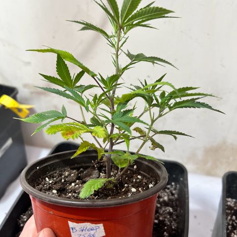 Proyecto 4.0 -Enchulada  growlog timeline photo
