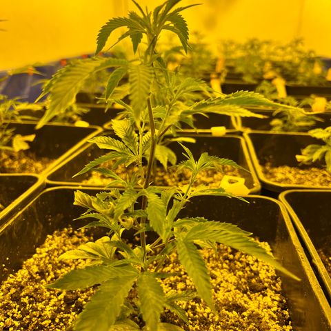 Proyecto 4.0 -Enchulada  growlog timeline photo