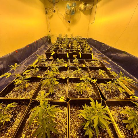 Proyecto 4.0 -Enchulada  growlog timeline photo
