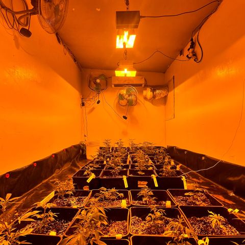 Proyecto 4.0 -Enchulada  growlog timeline photo