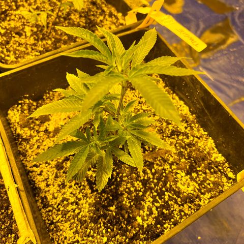 Proyecto 4.0 -Enchulada  growlog timeline photo