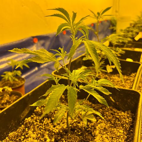 Proyecto 4.0 -Enchulada  growlog timeline photo