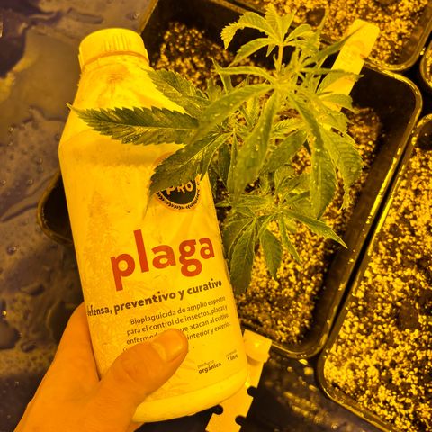 Proyecto 4.0 -Enchulada  growlog timeline photo