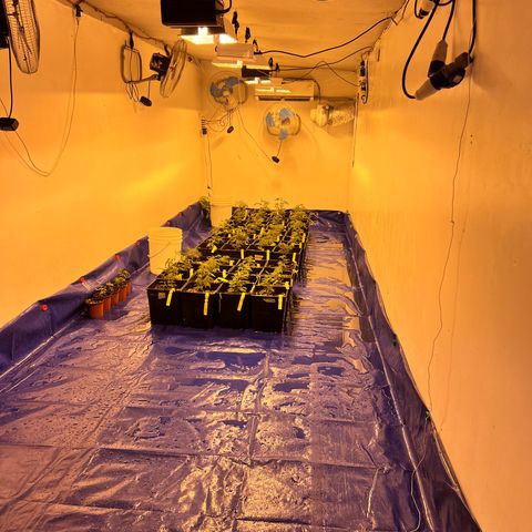 Proyecto 4.0 -Enchulada  growlog timeline photo