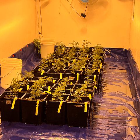 Proyecto 4.0 -Enchulada  growlog timeline photo