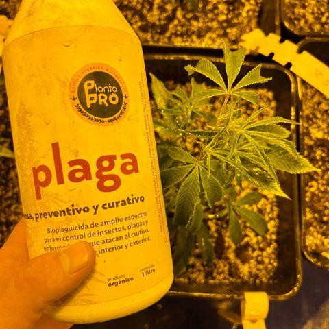 Proyecto 4.0 -Enchulada  growlog timeline photo