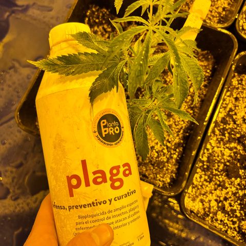 Proyecto 4.0 -Enchulada  growlog timeline photo