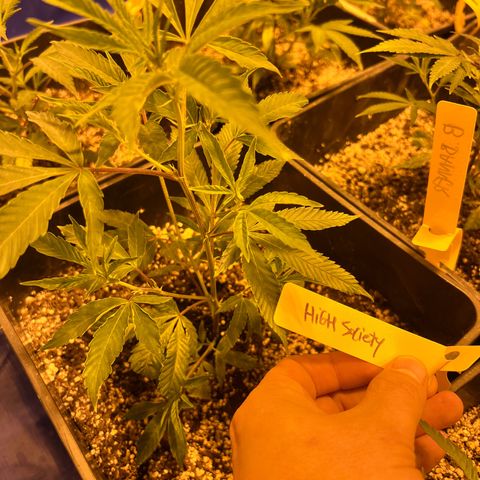 Proyecto 4.0 -Enchulada  growlog timeline photo