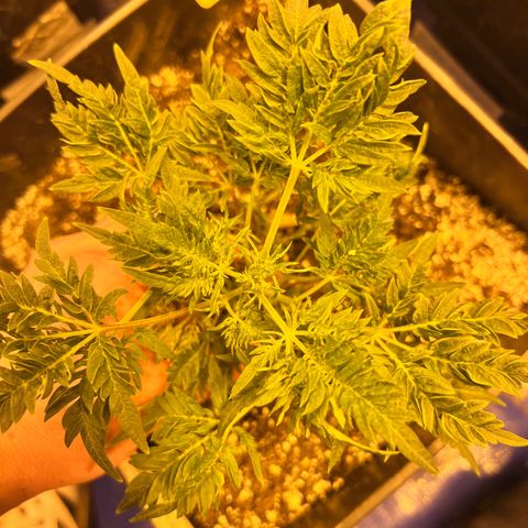 Proyecto 4.0 -Enchulada  growlog photo: Se subió a 750 las lámparas para aumentar la temperatura 
Se separaron las macetas y movió la tierra de su superioridad con herramienta
