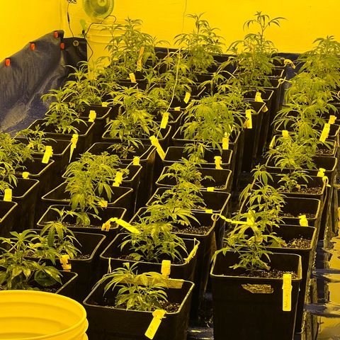 Proyecto 4.0 -Enchulada  growlog photo: Se subió a 750 las lámparas para aumentar la temperatura 
Se separaron las macetas y movió la tierra de su superioridad con herramienta