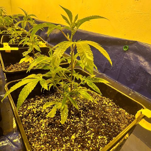 Proyecto 4.0 -Enchulada  growlog timeline photo