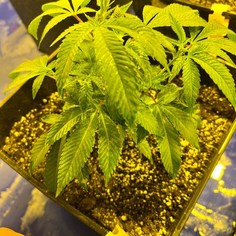 Proyecto 4.0 -Enchulada  growlog timeline photo