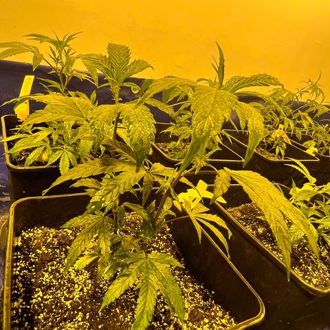 Proyecto 4.0 -Enchulada  growlog timeline photo