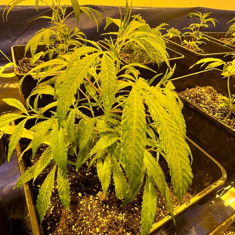 Proyecto 4.0 -Enchulada  growlog timeline photo