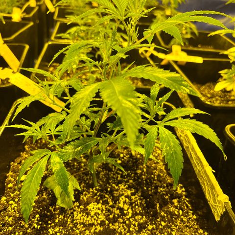 Proyecto 4.0 -Enchulada  growlog timeline photo