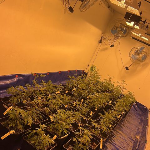 Proyecto 4.0 -Enchulada  growlog timeline photo