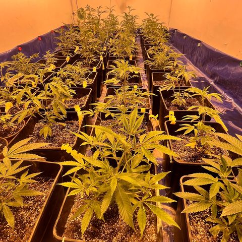 Proyecto 4.0 -Enchulada  growlog timeline photo