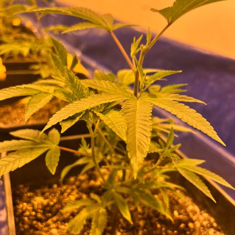 Proyecto 4.0 -Enchulada  growlog timeline photo
