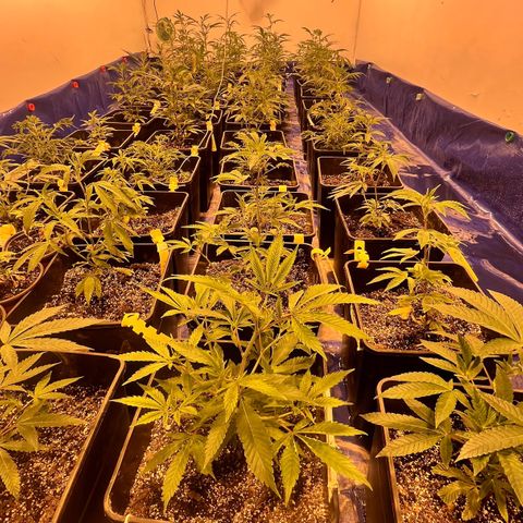 Proyecto 4.0 -Enchulada  growlog timeline photo