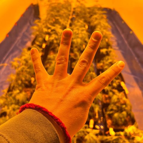 Proyecto 4.0 -Enchulada  growlog timeline photo