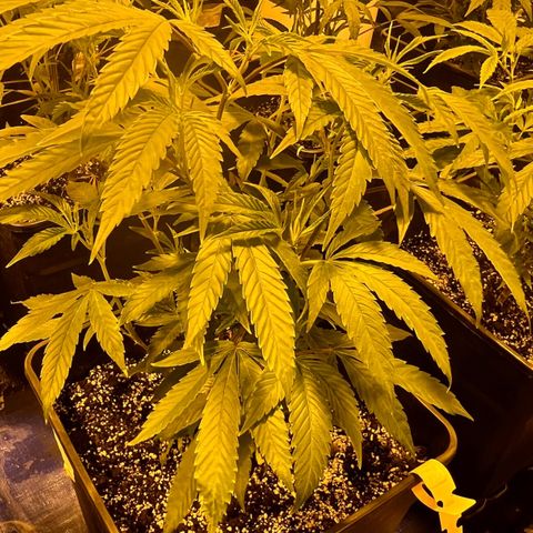 Proyecto 4.0 -Enchulada  growlog timeline photo