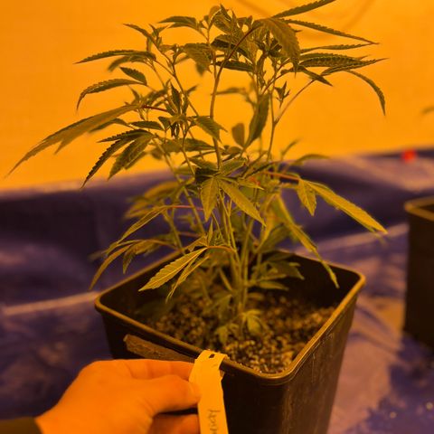 Proyecto 4.0 -Enchulada  growlog timeline photo
