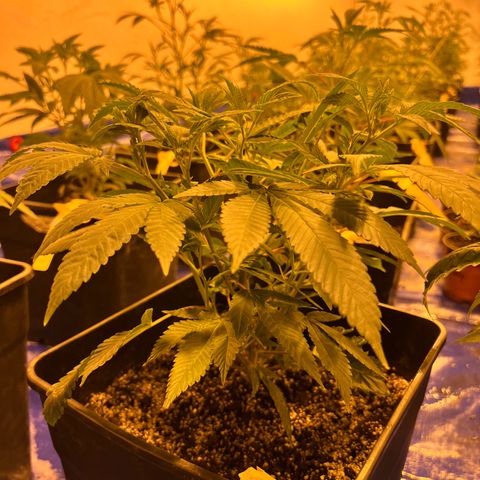 Proyecto 4.0 -Enchulada  growlog timeline photo