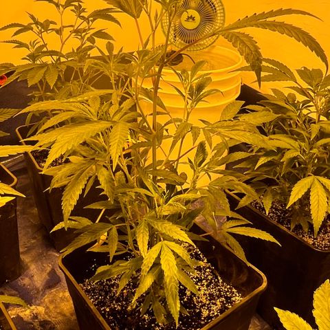 Proyecto 4.0 -Enchulada  growlog timeline photo